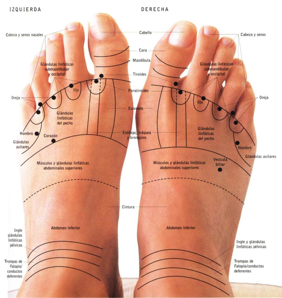 Zonas De Reflexologia Del Pie | donyaye-trade.com